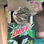 <h2>House Washing in Harrisburg PA</h2>